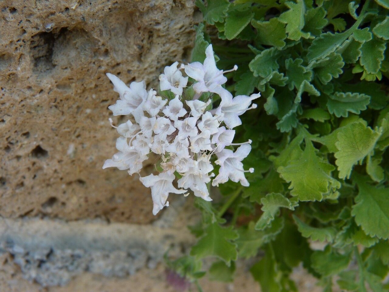 Pterocephalus perennis flower