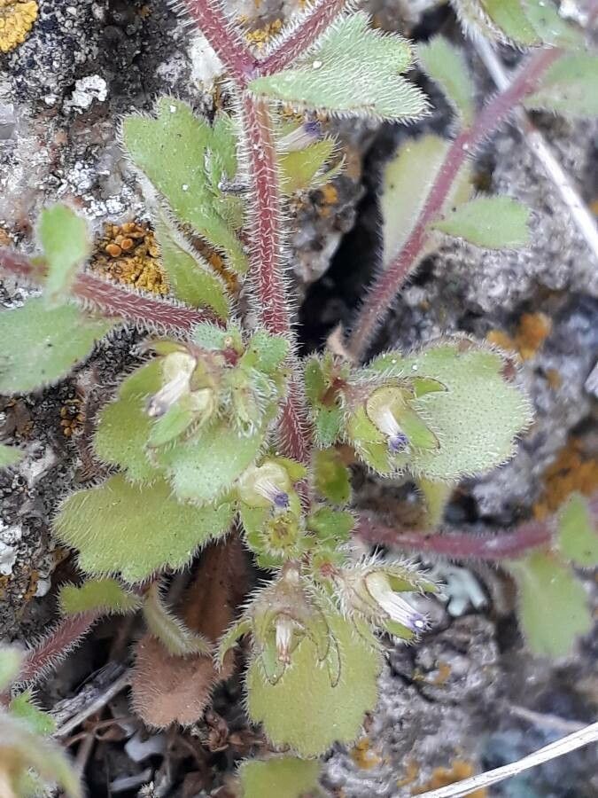 Campanula erinus — houseplant care guide