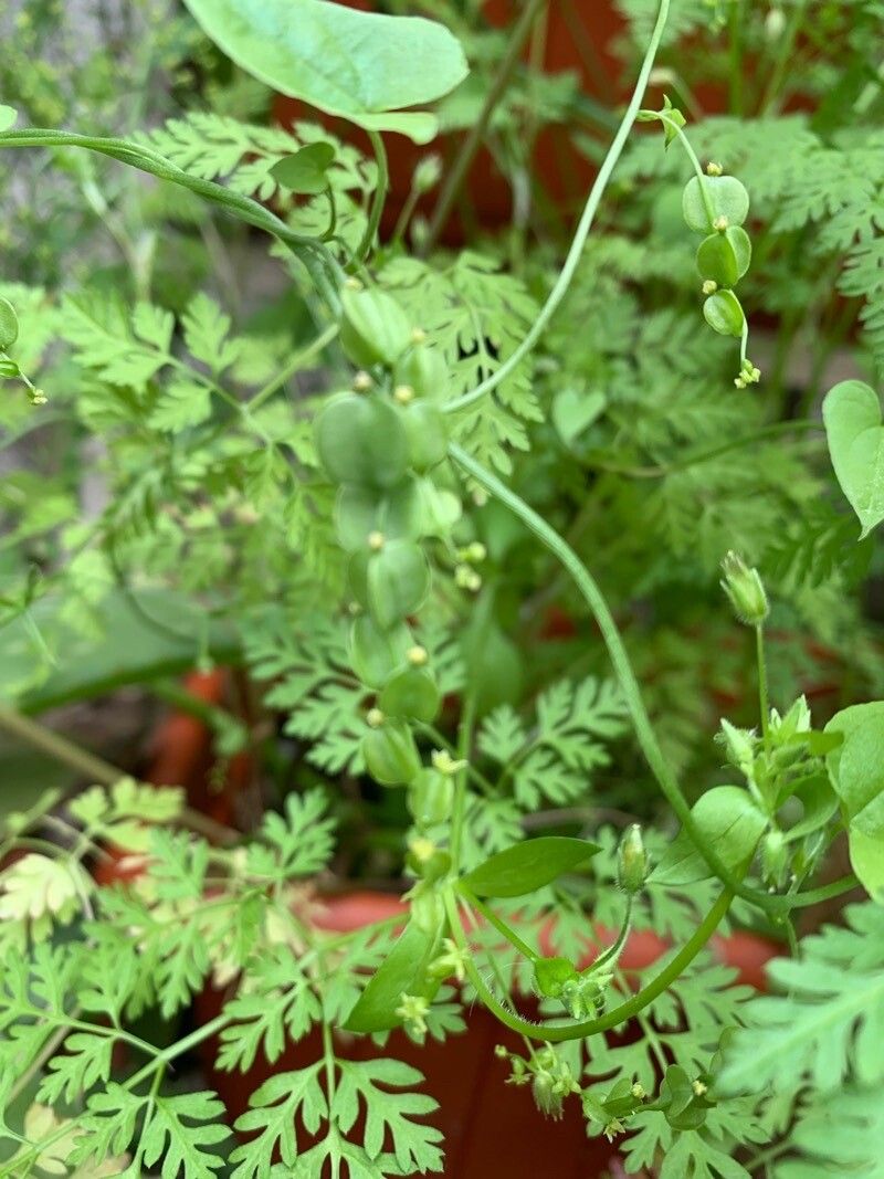 Dioscorea villosa flower