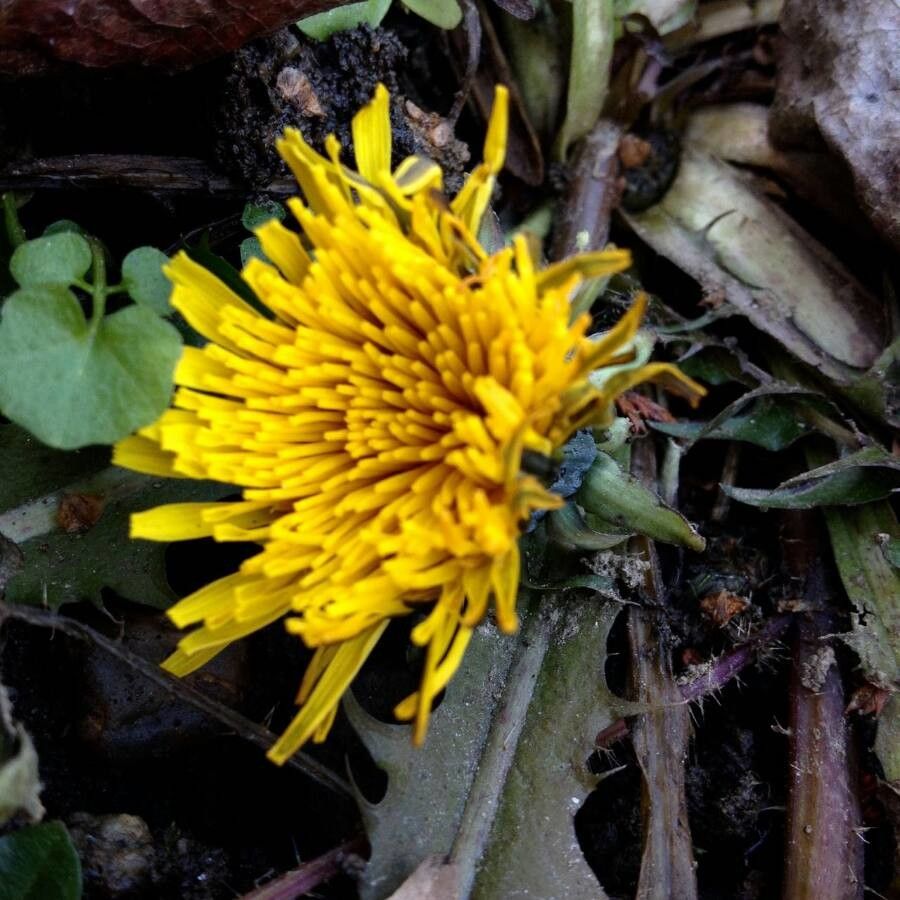 Taraxacum dissectum flower