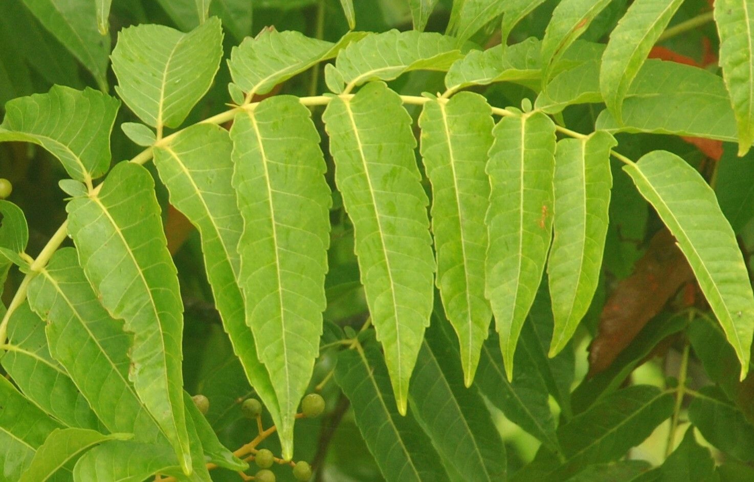 Sapindus rarak — search result for 'Sapindus'