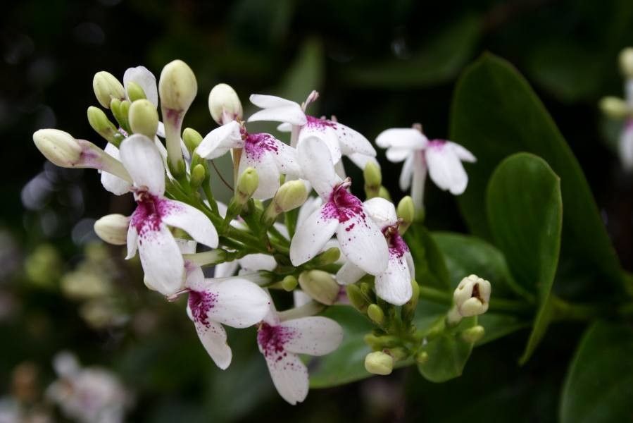 Pseuderanthemum carruthersii flower