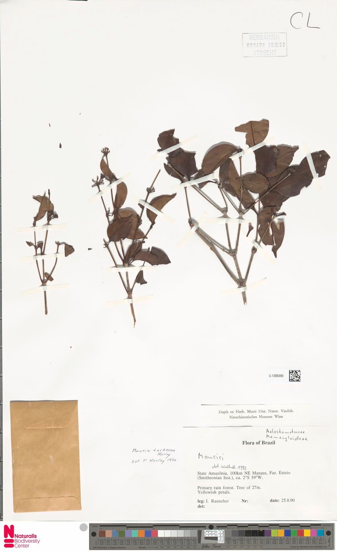 Mouriri duckeana leaf