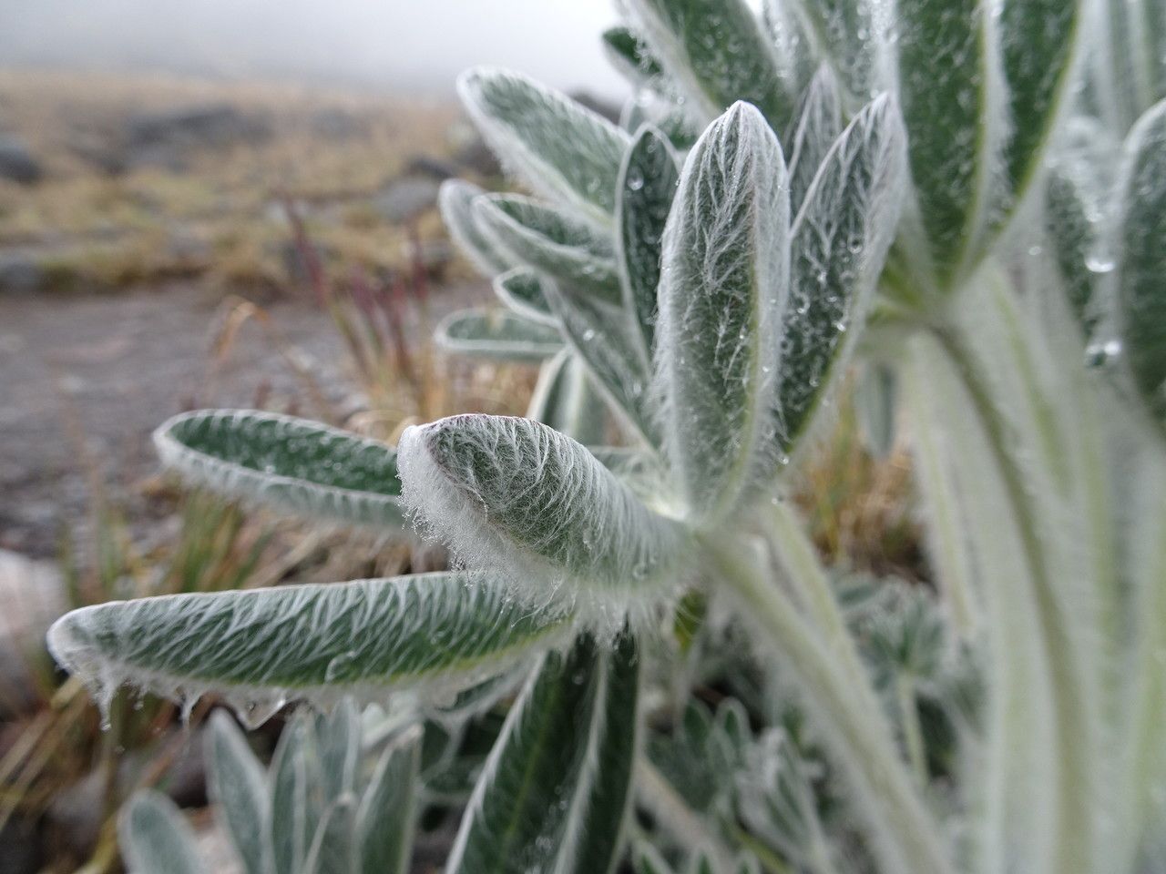 Lupinus alopecuroides leaf