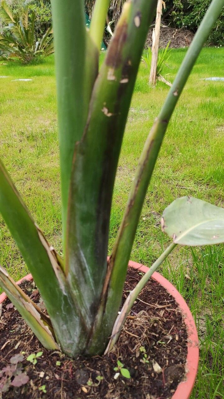Strelitzia alba bark