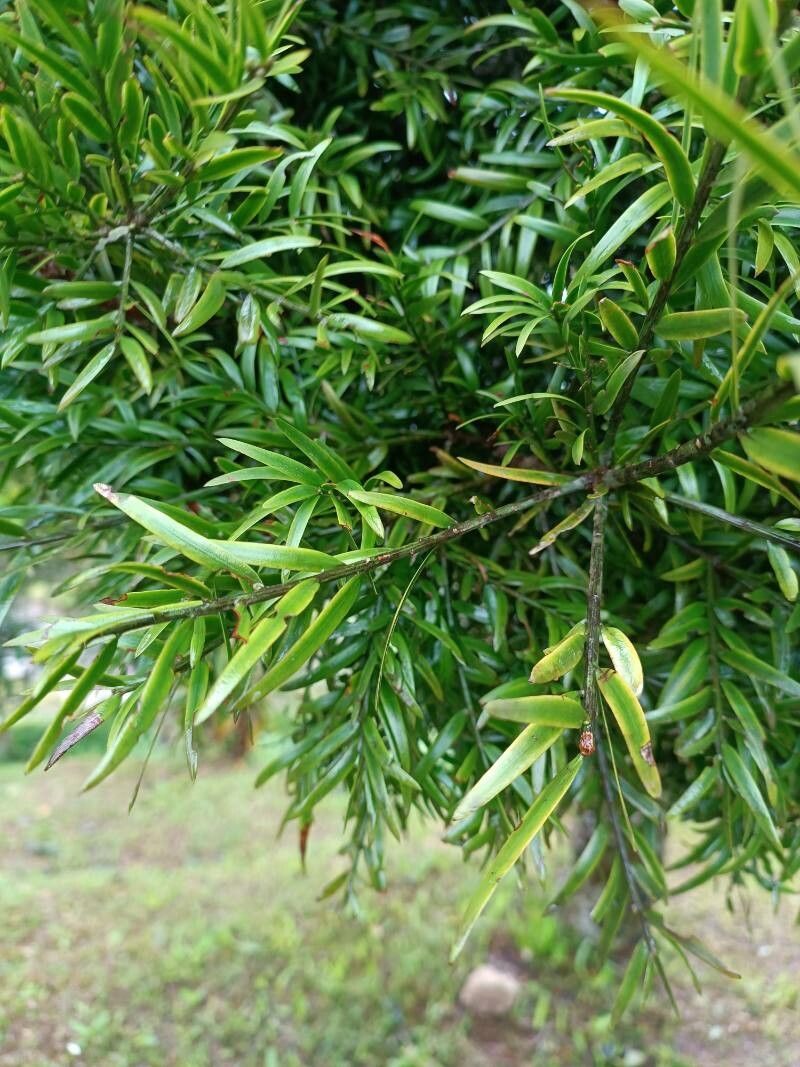 Podocarpus urbanii leaf