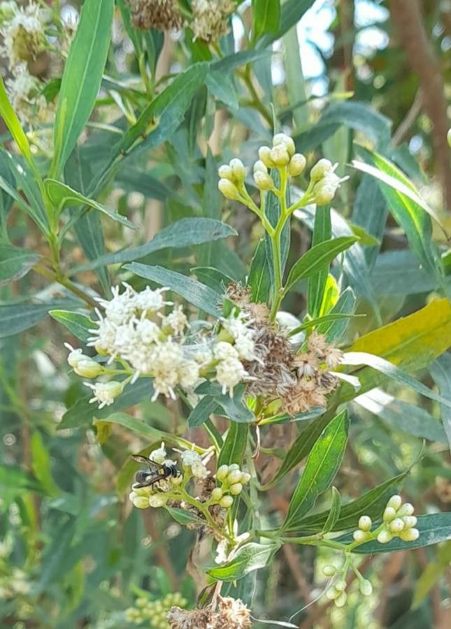Baccharis salicina flower