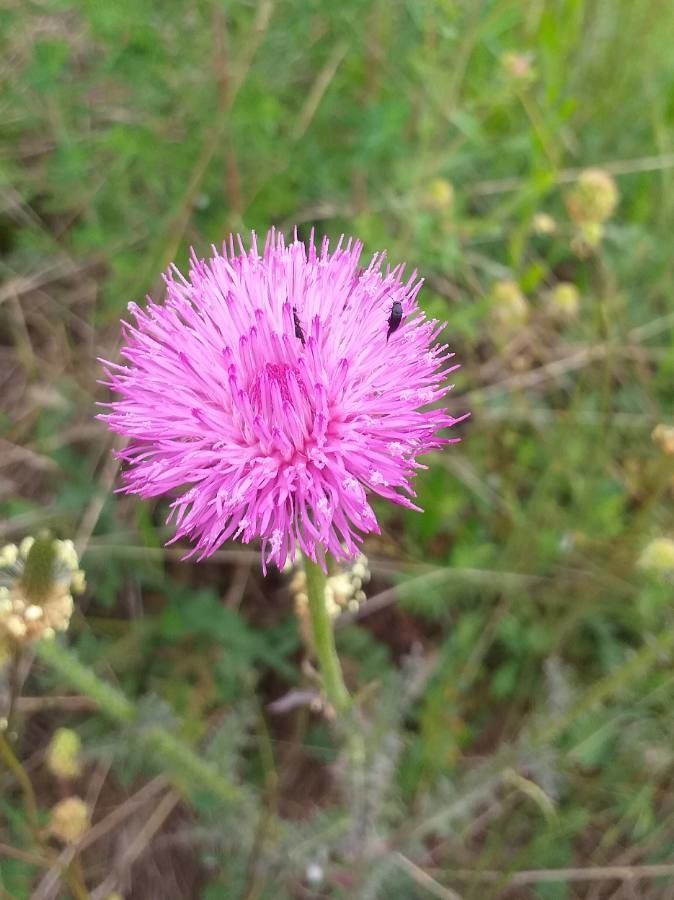 Carduus nigrescens flower
