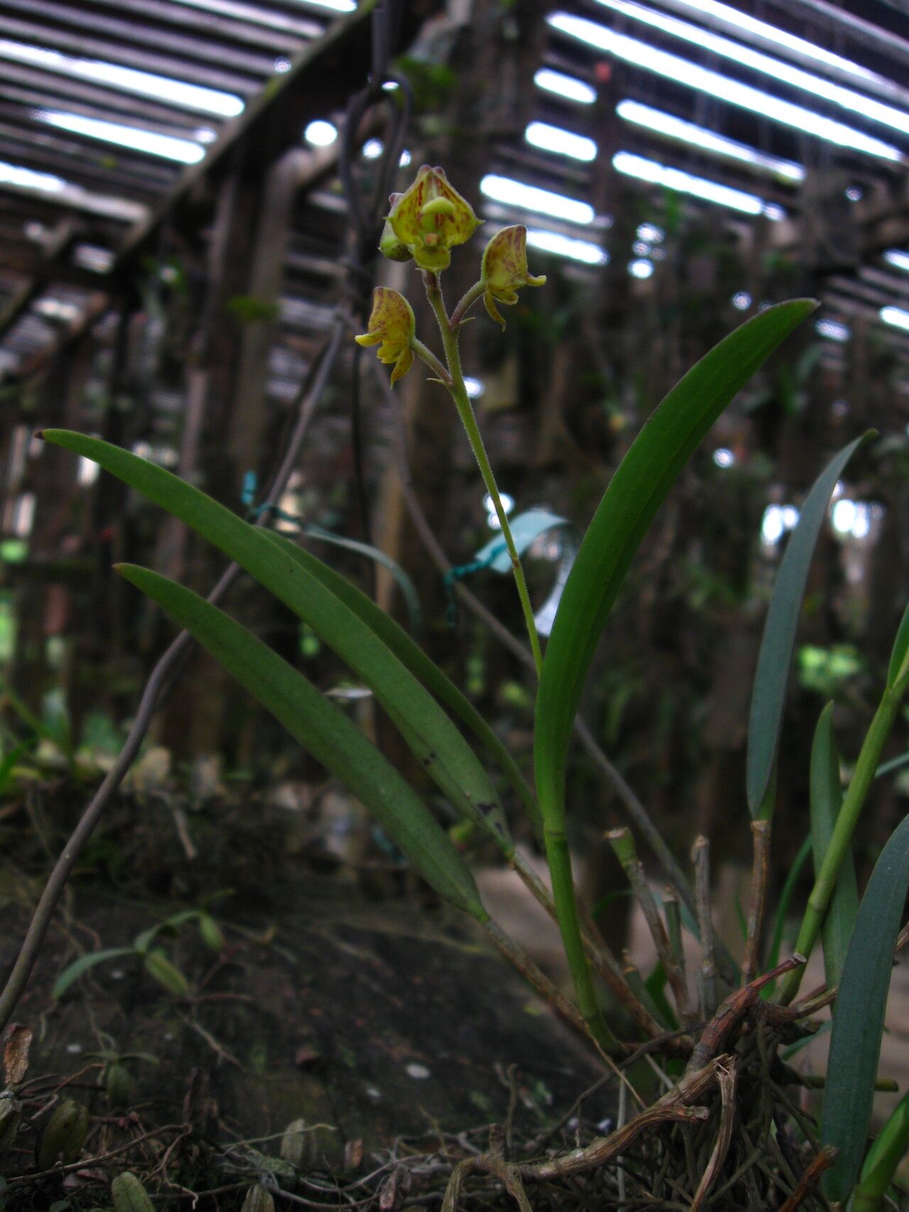Polystachya nyanzensis habit