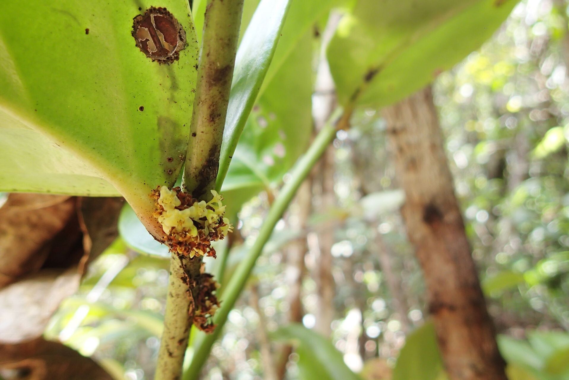 Phyllanthus carlottae bark