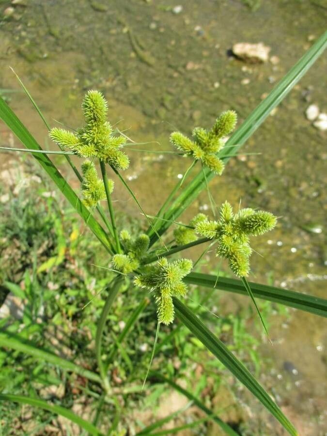 Cyperus glomeratus — search result for 'Cyperus'