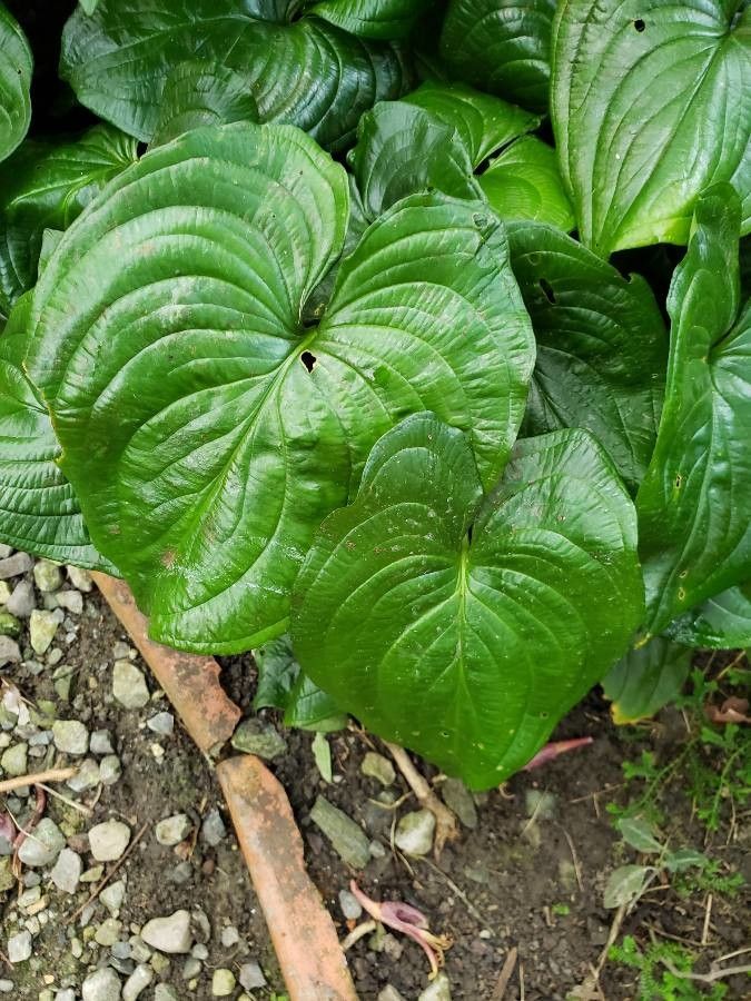 Cyanastrum cordifolium — houseplant care guide