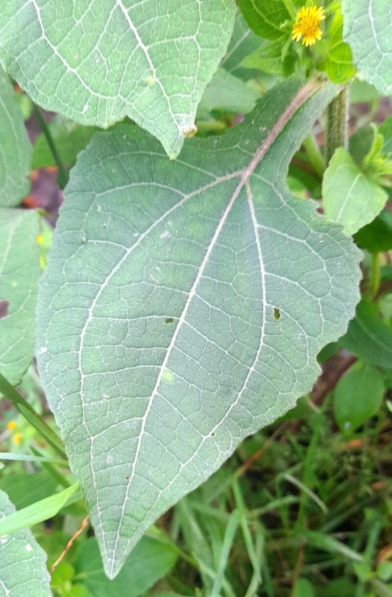 Sigesbeckia serrata leaf