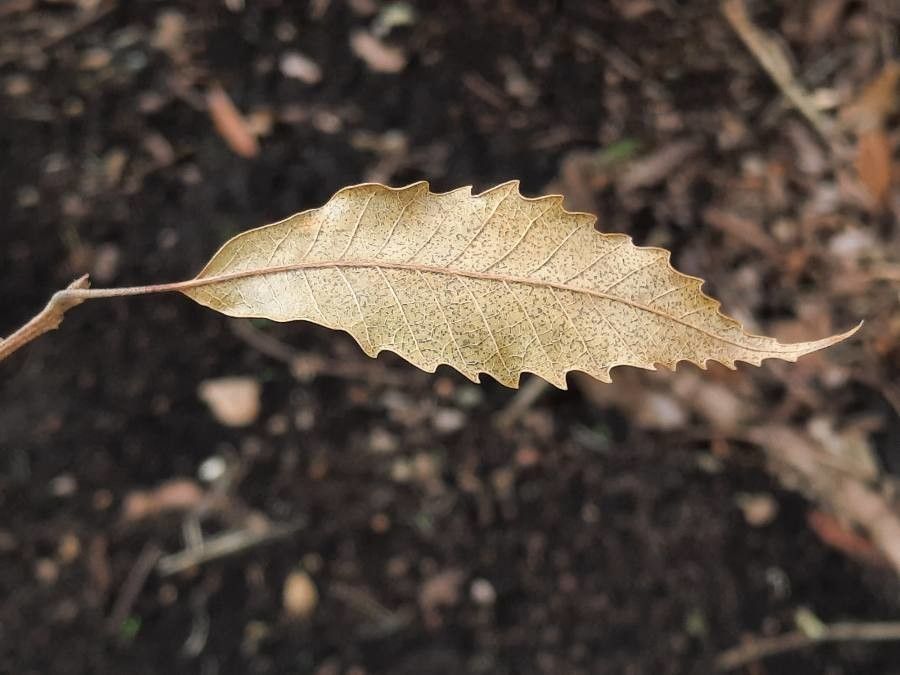Quercus lancifolia leaf
