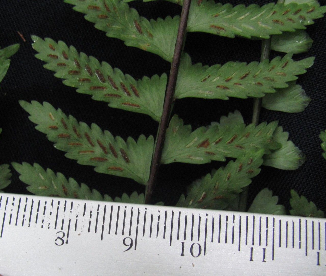 Asplenium pteropus other