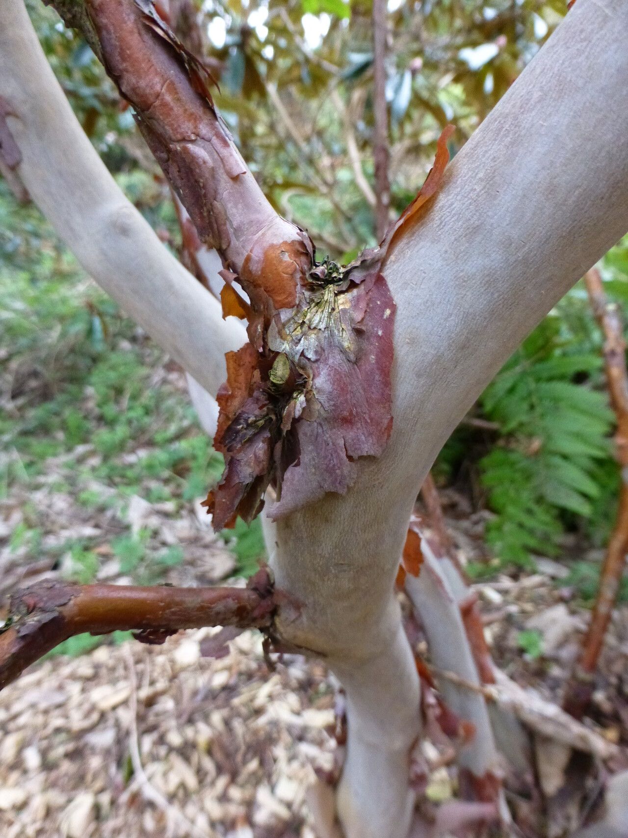Rhododendron parmulatum bark