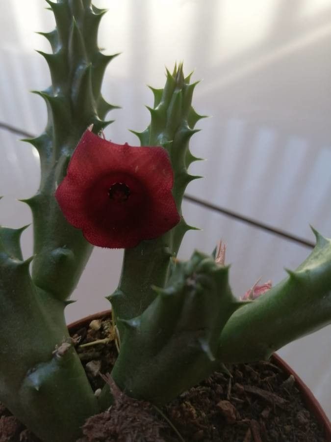 Huernia penzigii flower