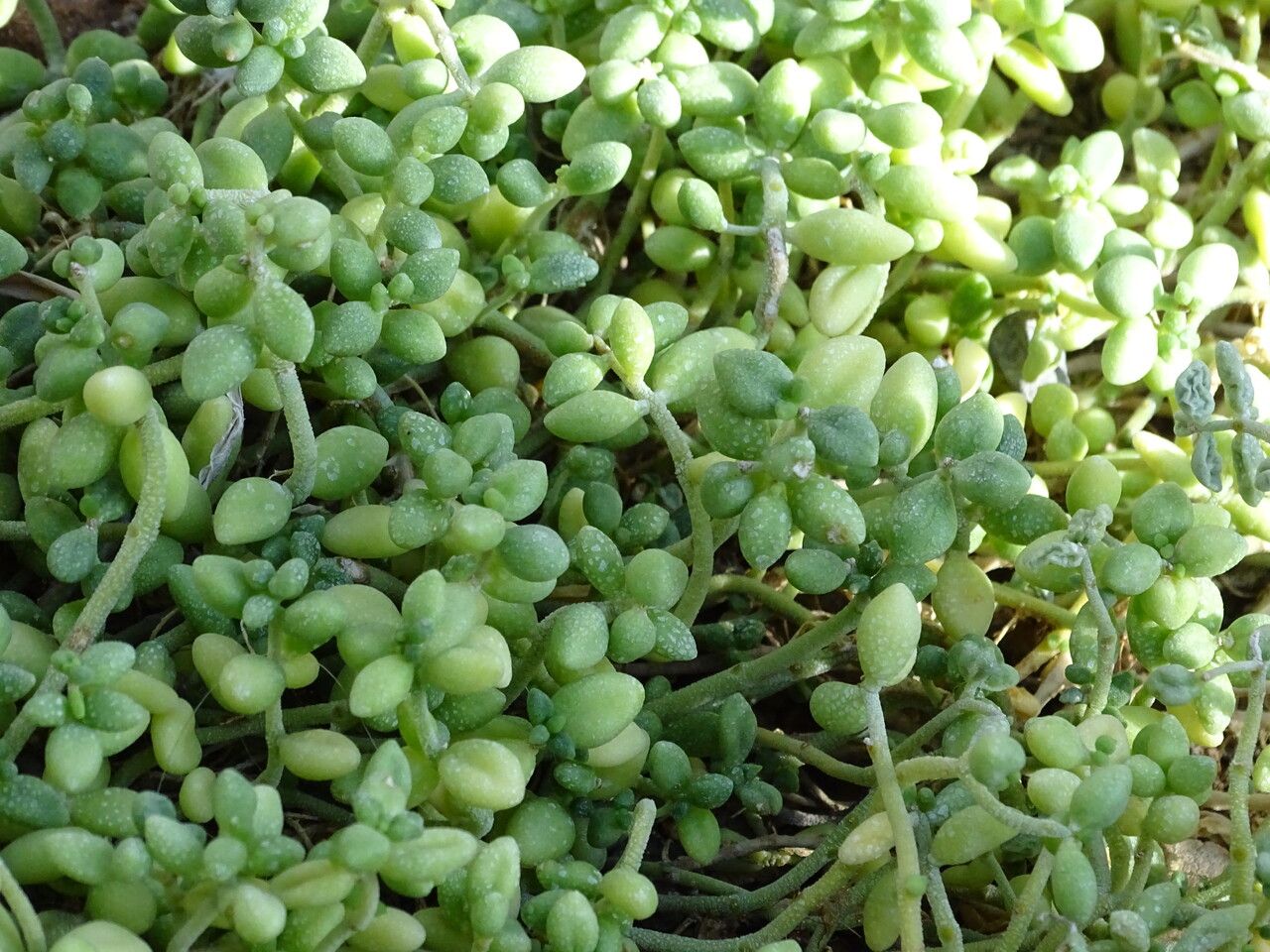 Monanthes laxiflora leaf
