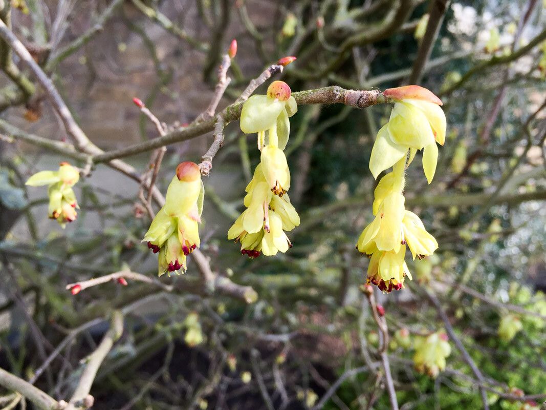 Corylopsis pauciflora flower