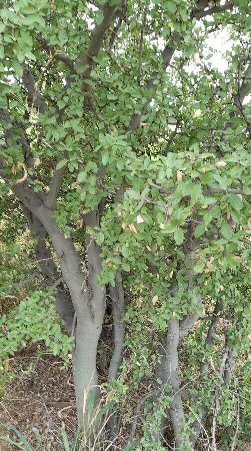 Sarcomphalus mistol habit