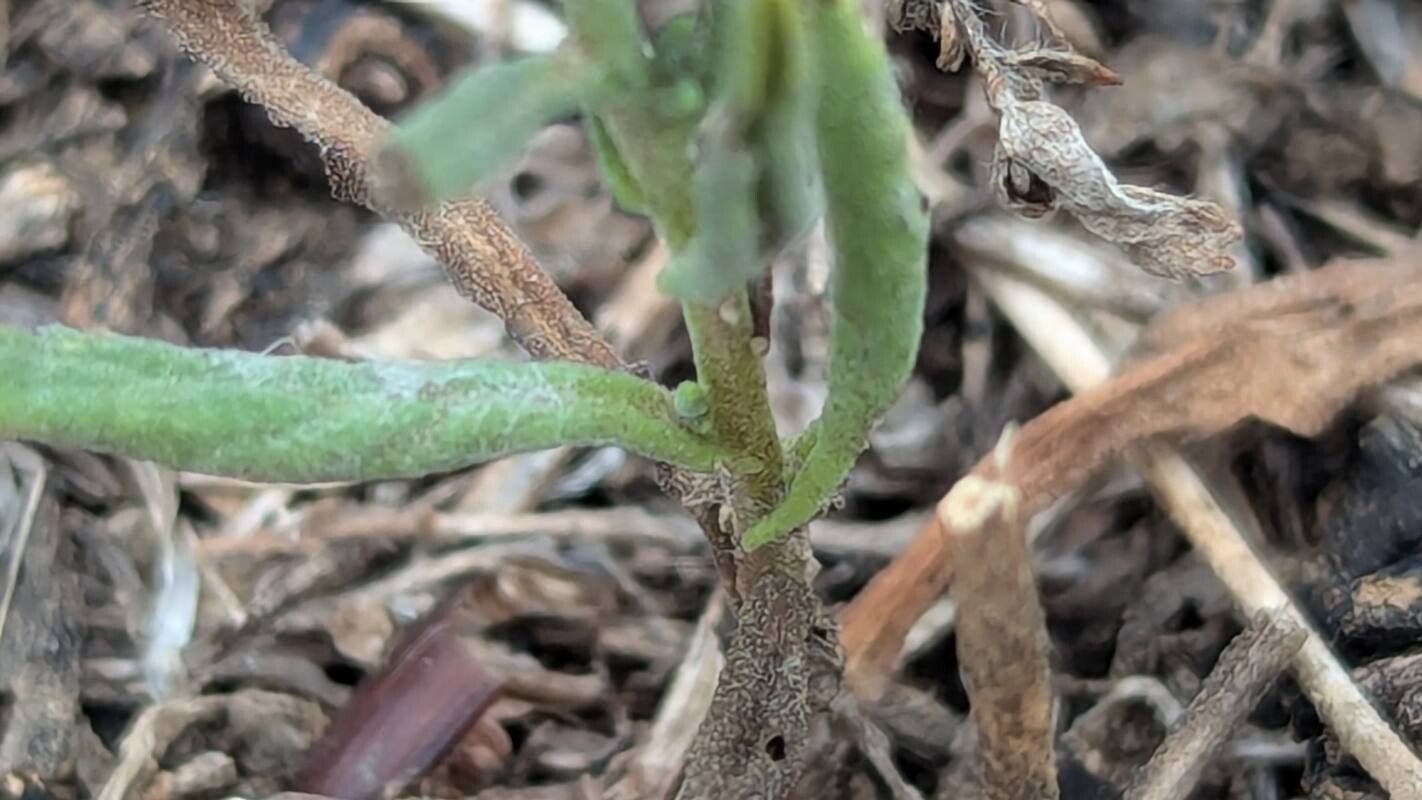 Pulicaria sicula — houseplant care guide