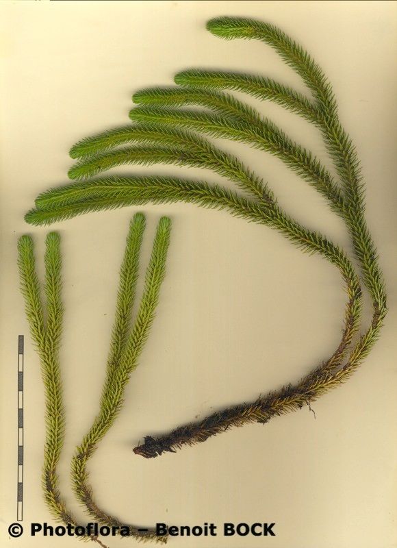 Huperzia dentata other