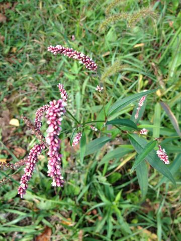 Persicaria careyi — houseplant care guide