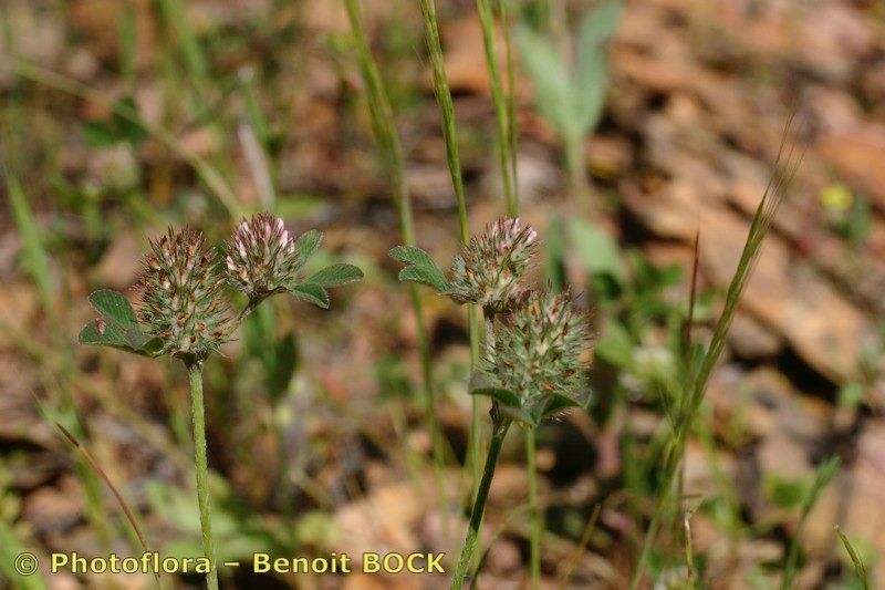 Trifolium gemellum fruit