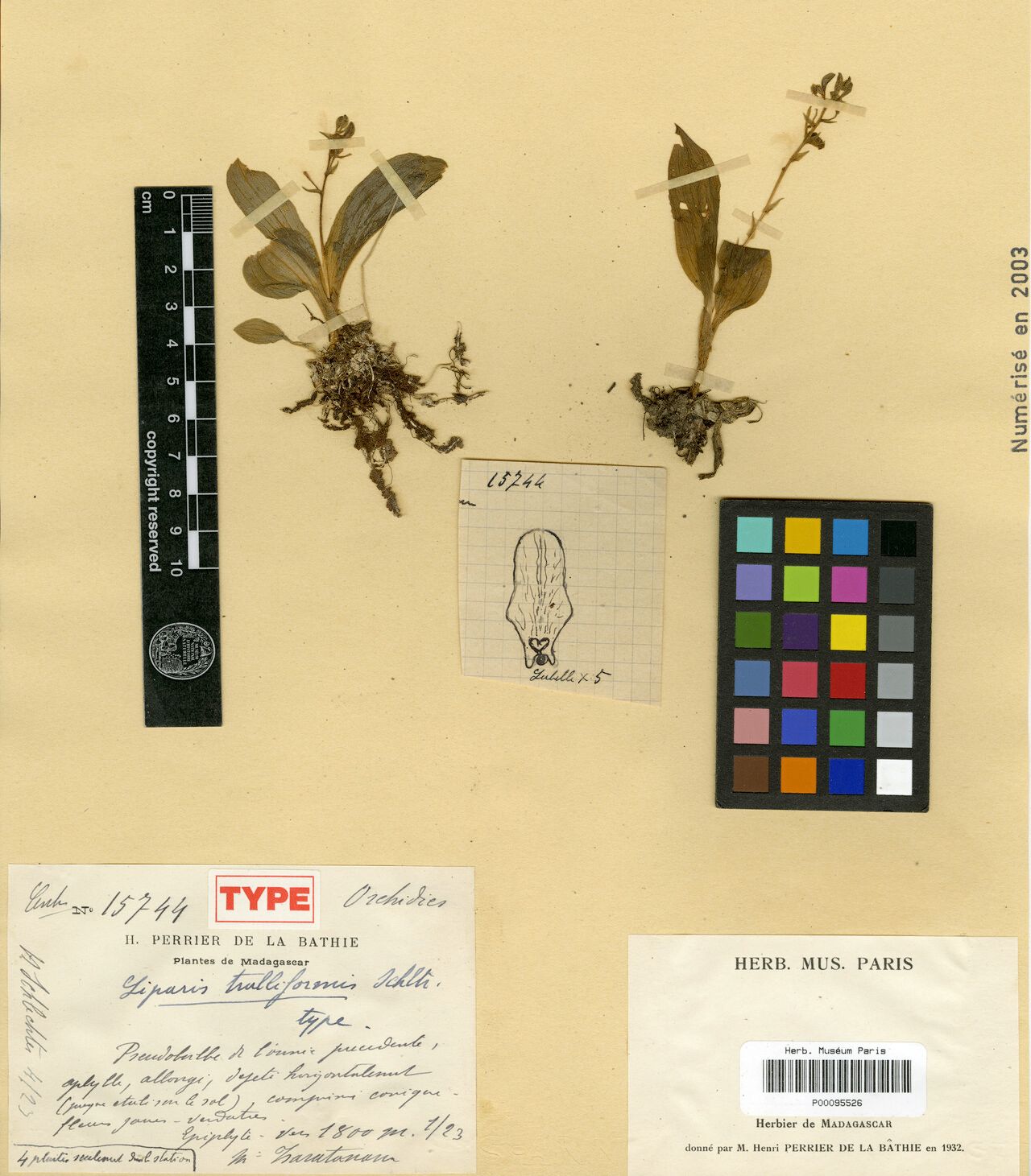 Liparis trulliformis — houseplant care guide