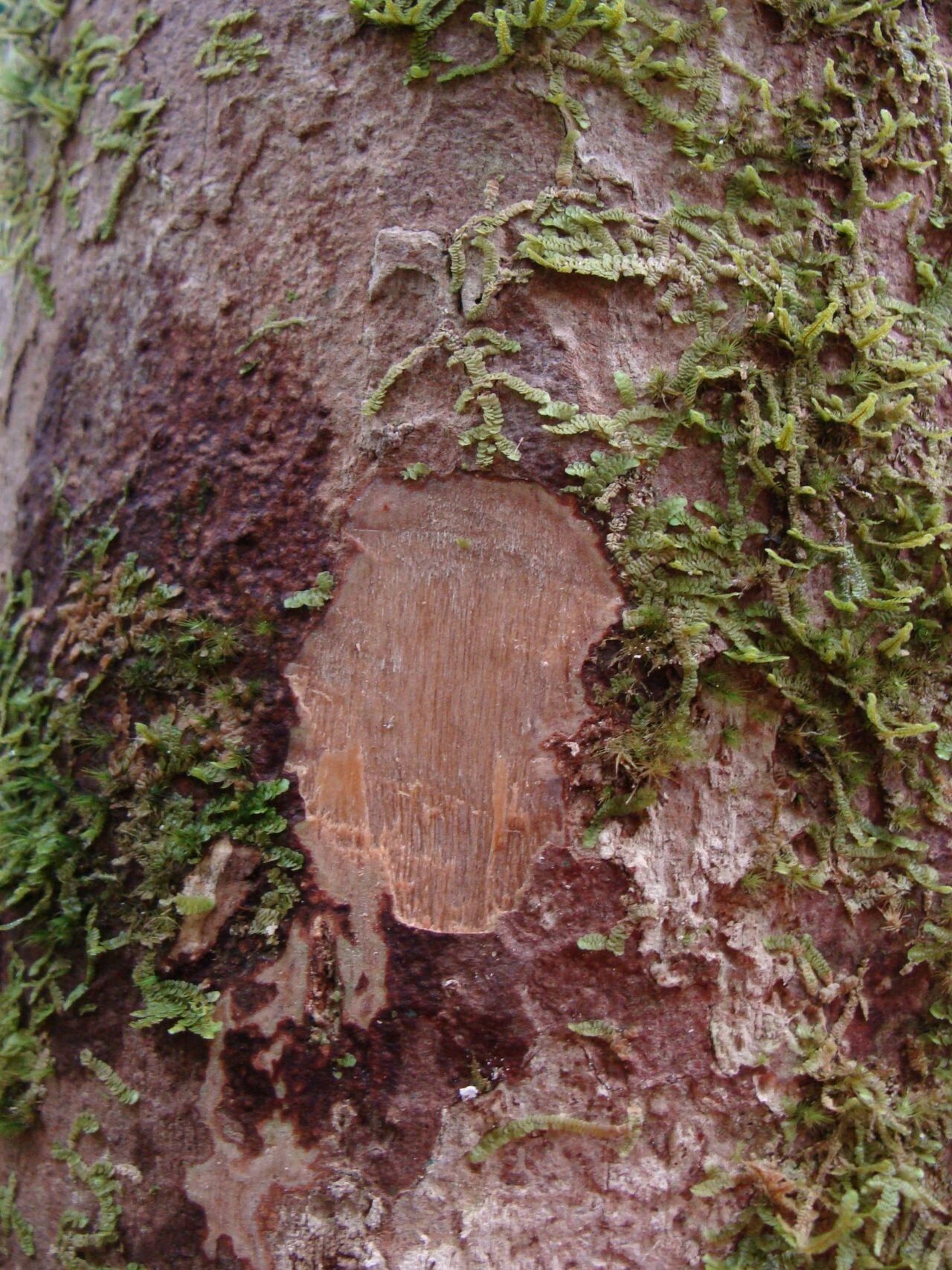 Syzygium deplanchei bark