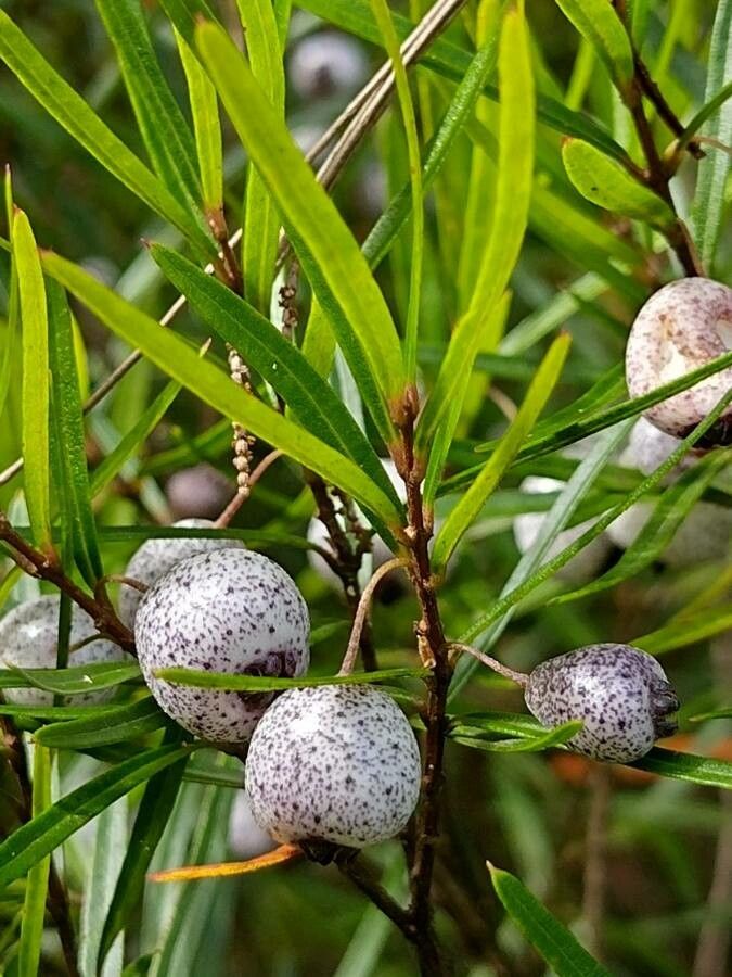 Austromyrtus tenuifolia fruit