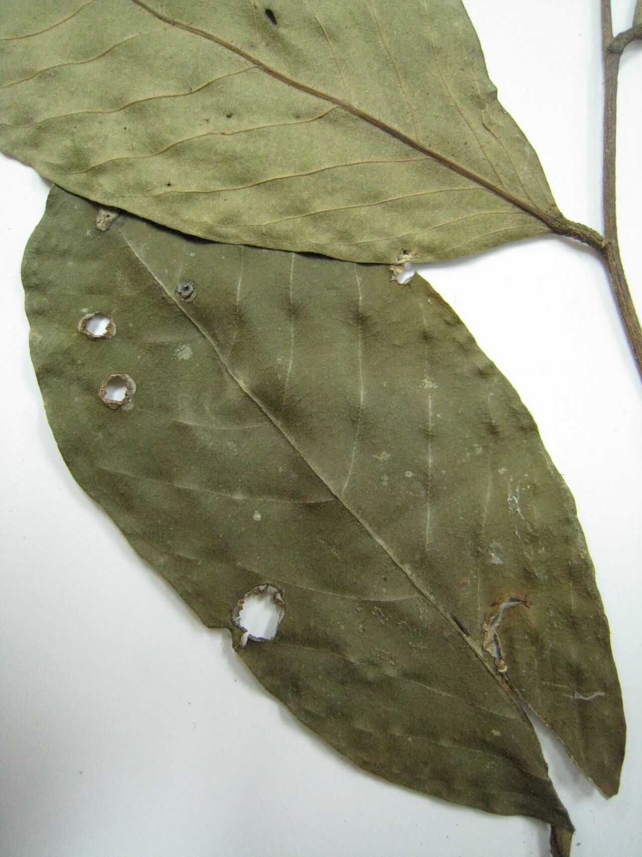 Couepia obovata other