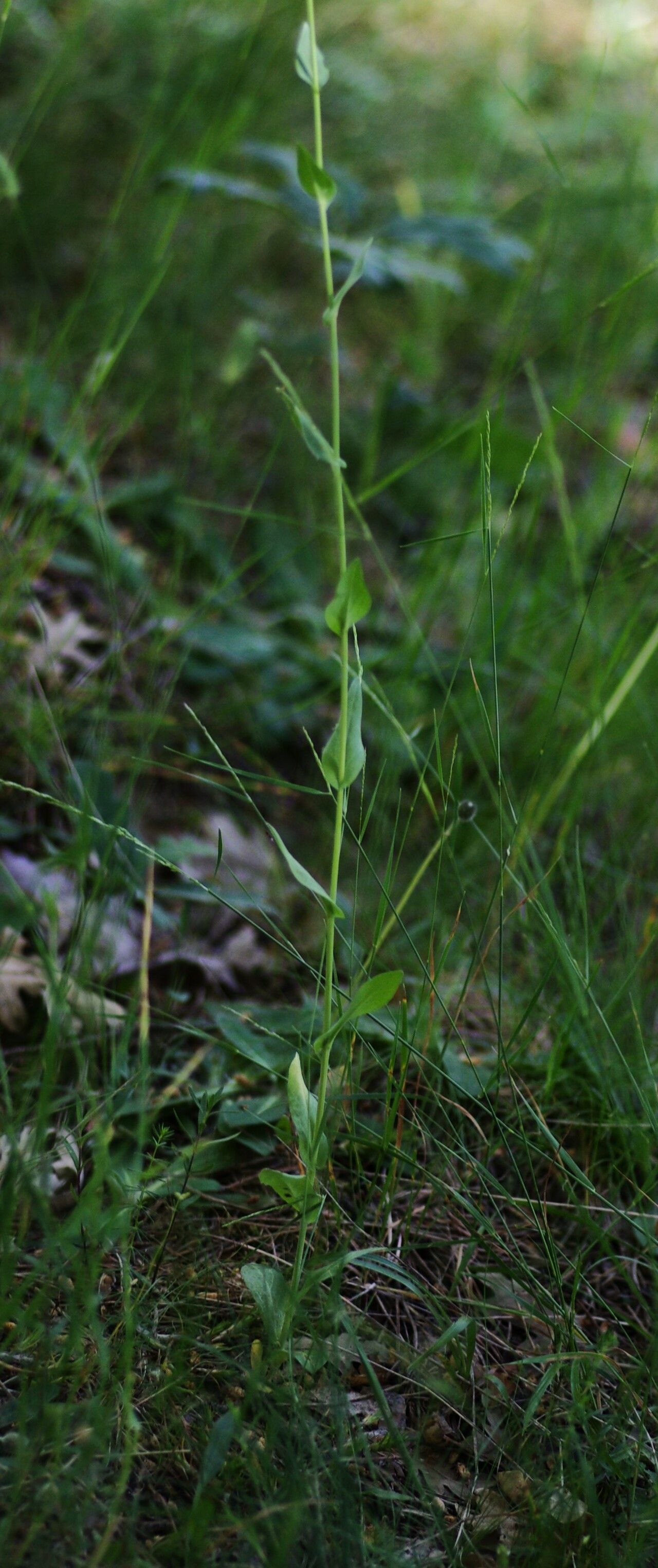 Fourraea alpina leaf