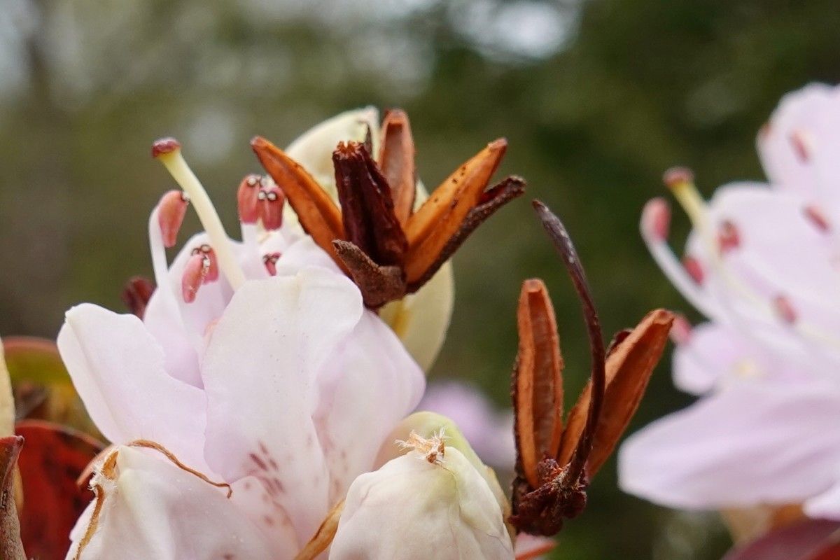 Rhododendron siderophyllum fruit