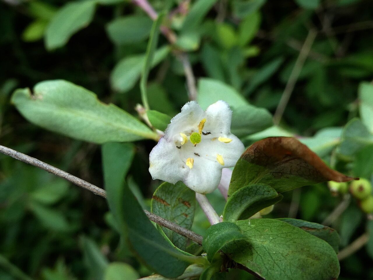 Lonicera pyrenaica flower