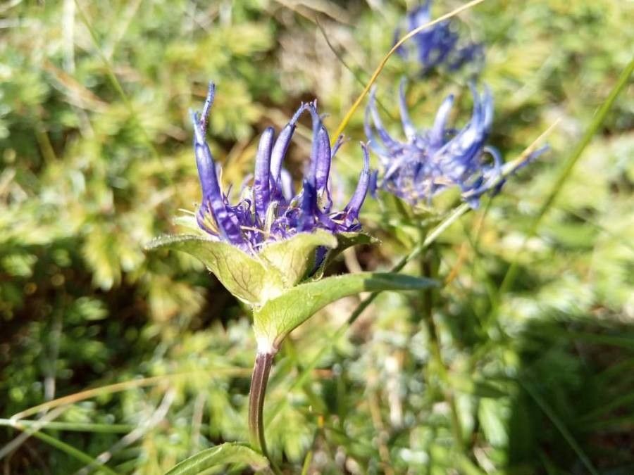 Phyteuma confusum — related species from the same genus