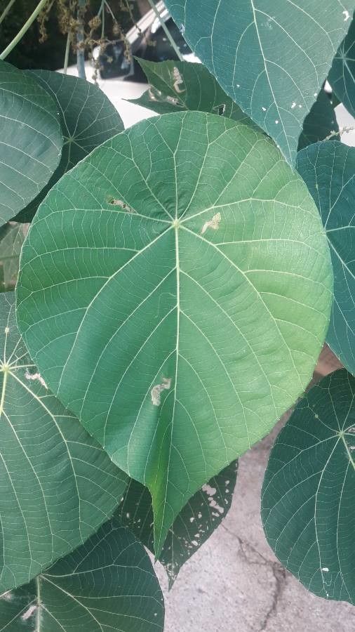 Macaranga harveyana — houseplant care guide