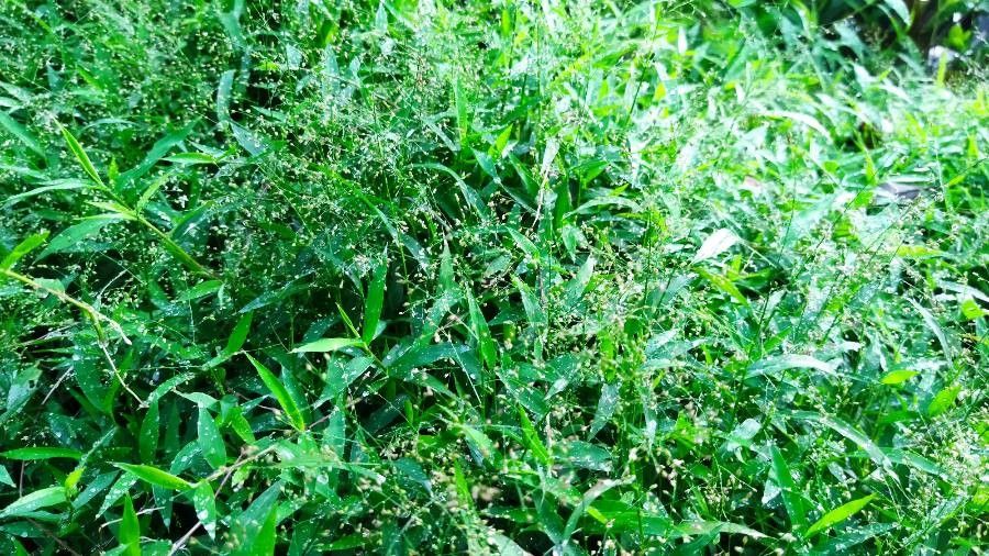 Arthraxon hispidus — search result for 'Poaceae'