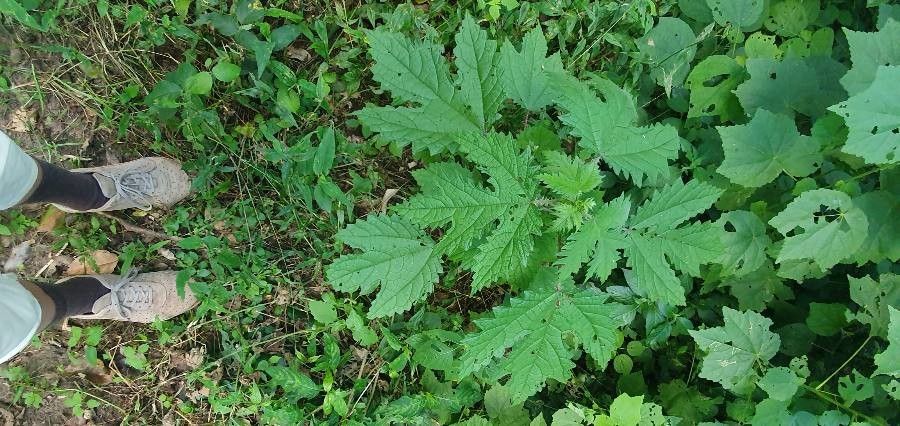 Girardinia diversifolia