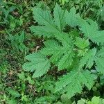 Girardinia diversifolia