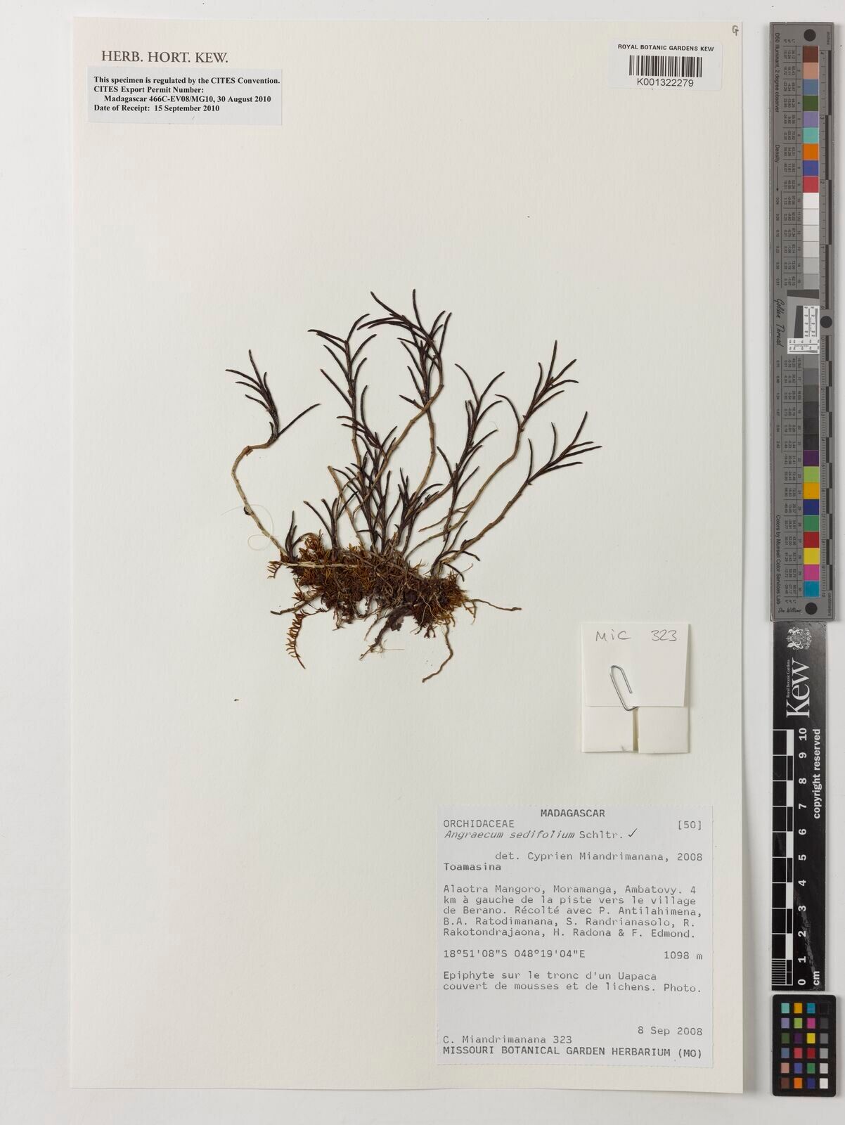 Angraecum sedifolium — houseplant care guide