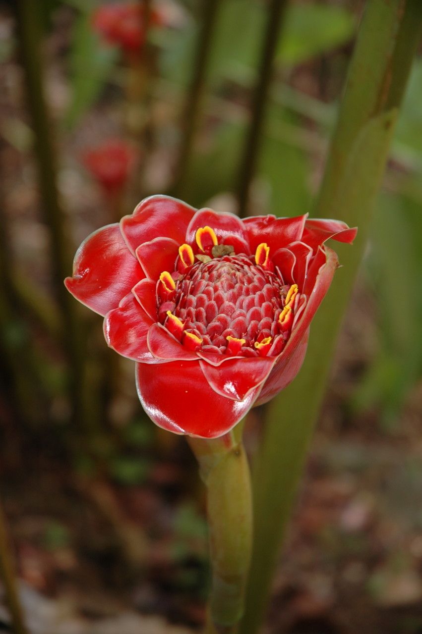 Etlingera hemisphaerica — search result for 'Zingiberaceae'
