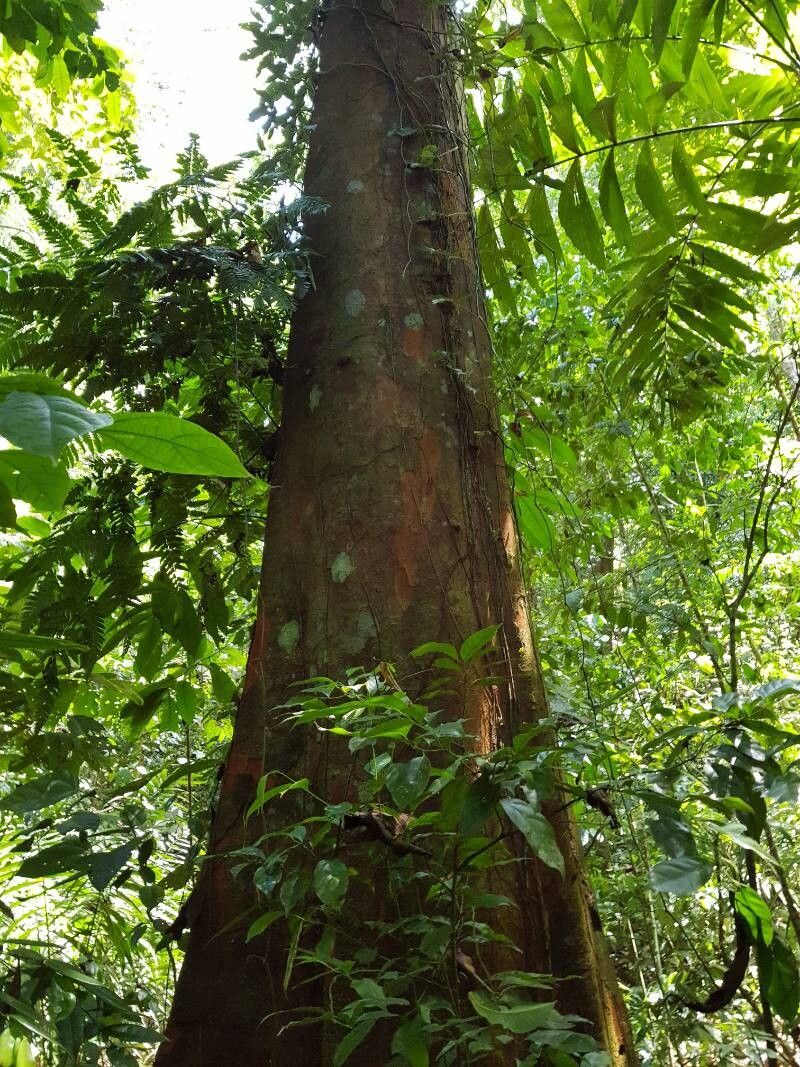 Beilschmiedia osacola bark