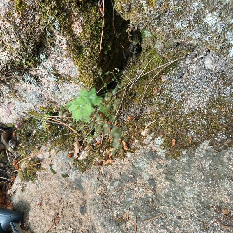 Galium scabrum flower