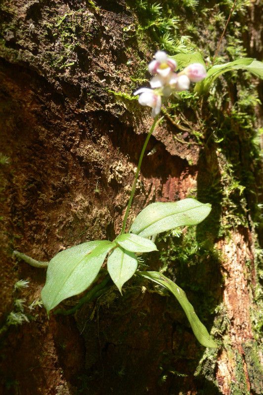 Cheiradenia cuspidata — search result for 'Guyana'