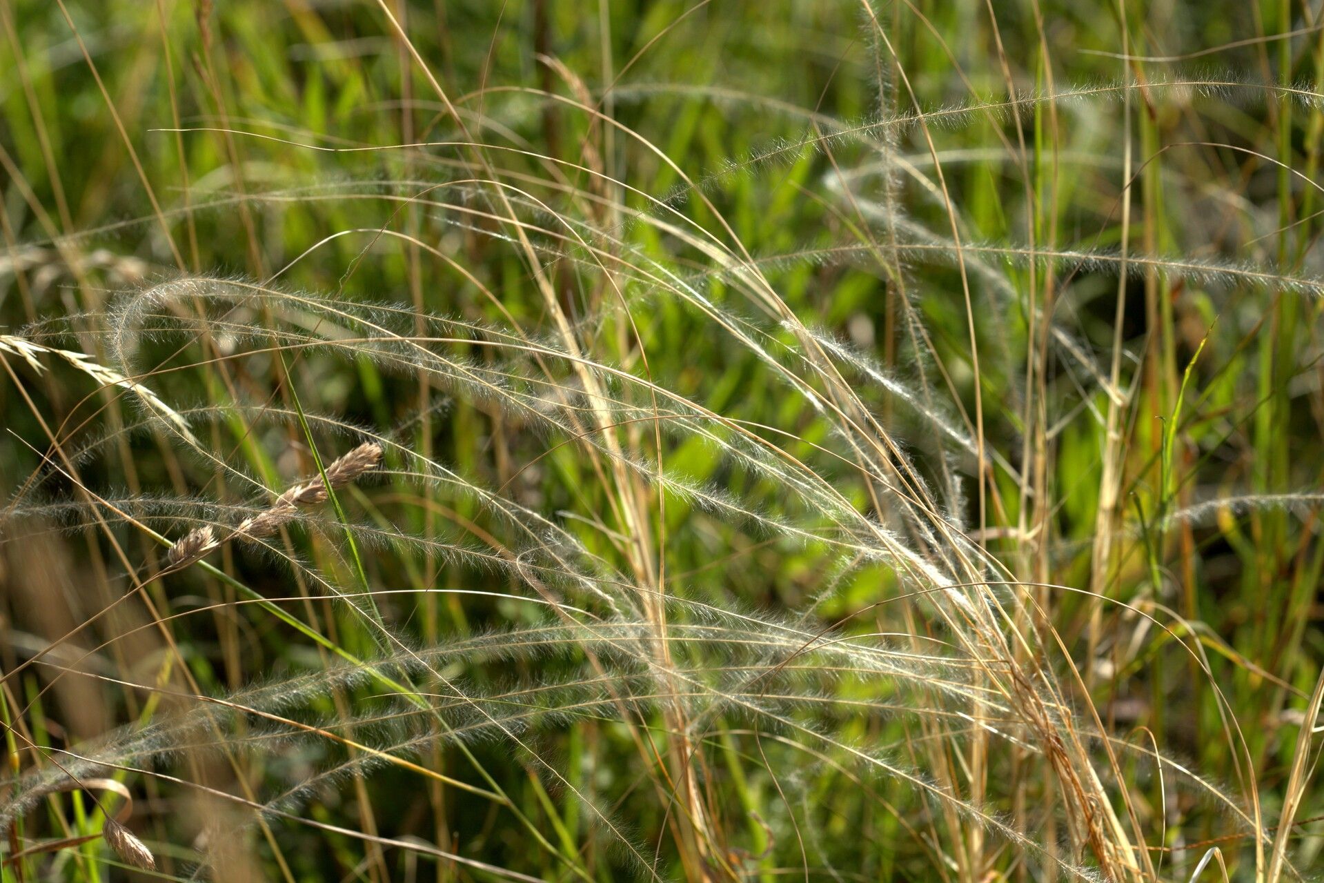 Stipa tirsa — houseplant care guide