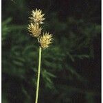 Carex straminea