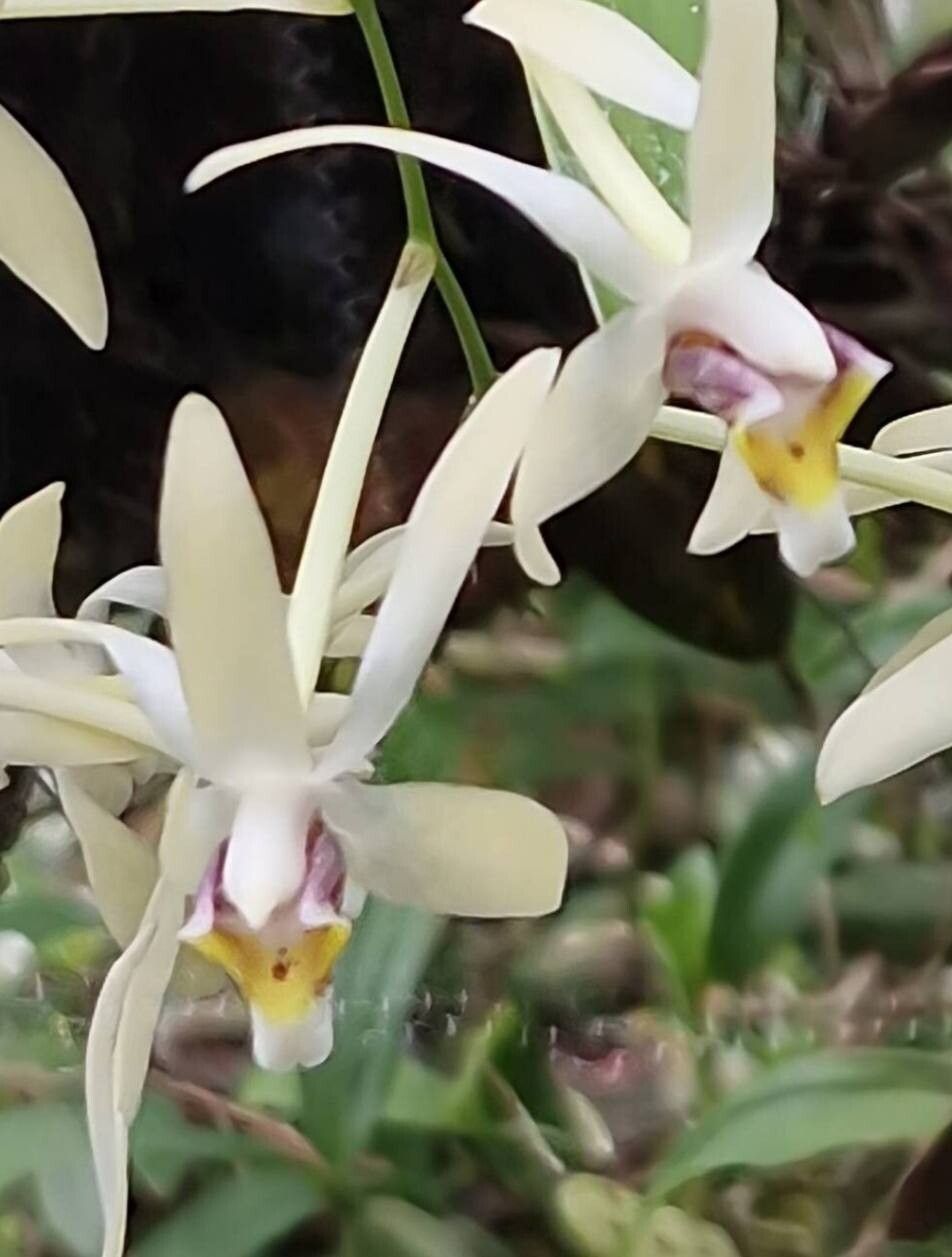 Dendrobium cymbidioides — houseplant care guide