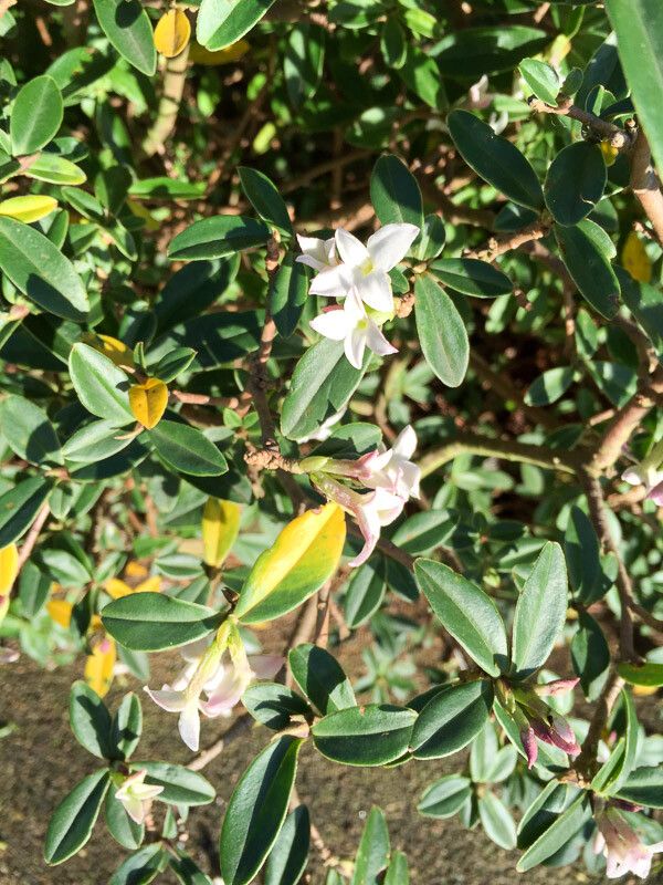 Daphne tangutica flower