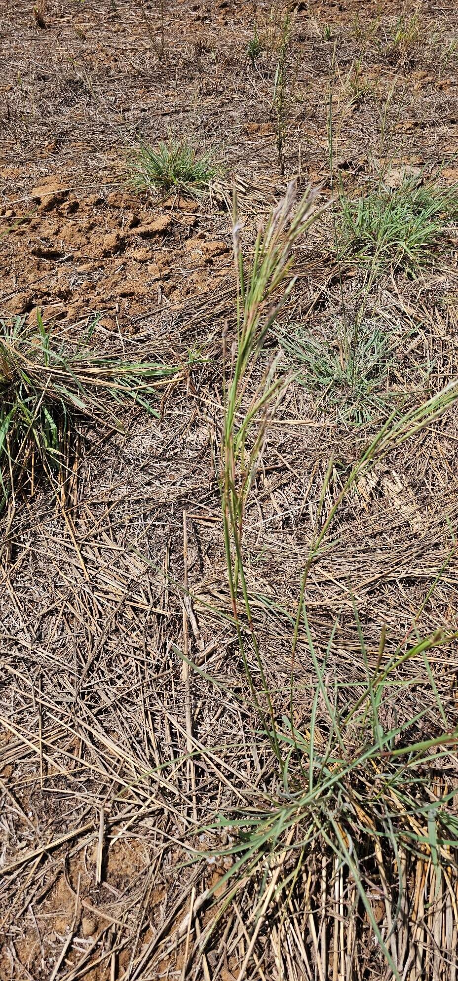 Andropogon gayanus leaf